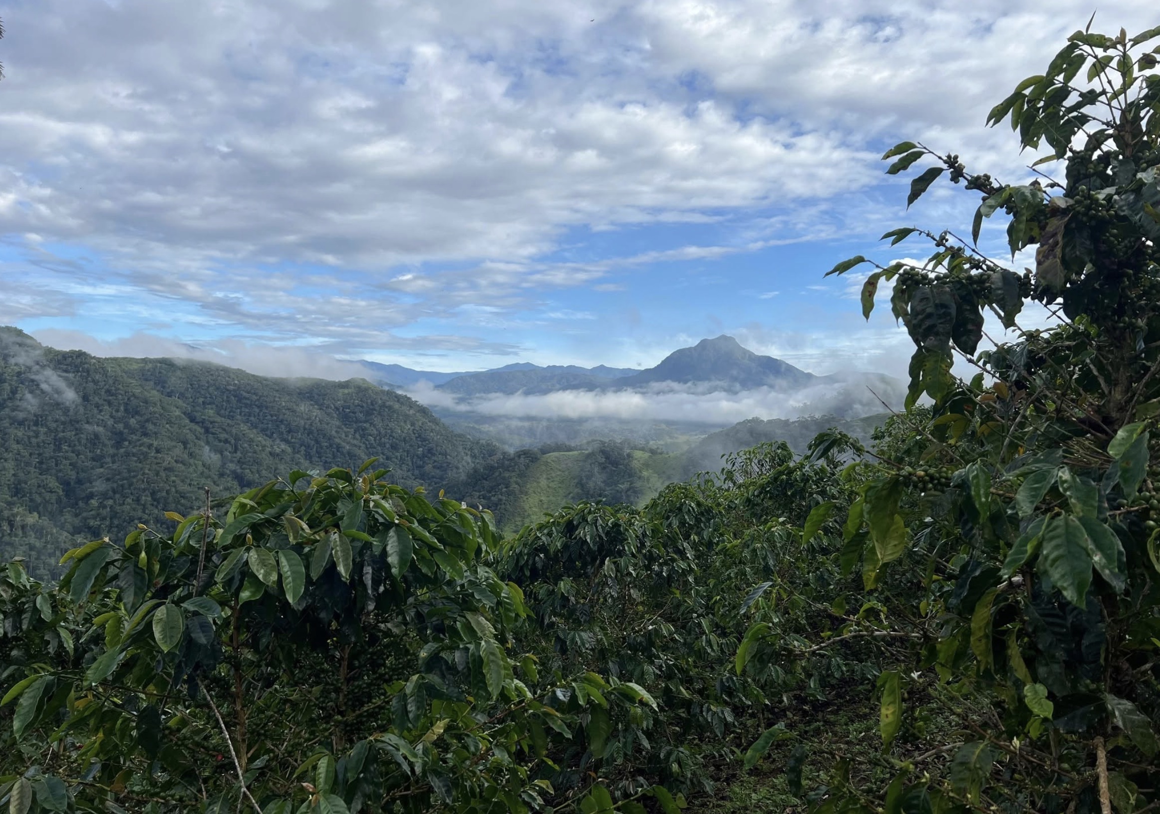 Cultivo de café en el Caquetá